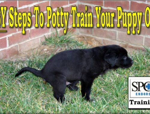 easy way to potty a puppy the best way to potty a puppy 4 easy steps upcomingcarshq easy way to potty a puppy the best way to potty a puppy 4 easy steps upcomingcarshq