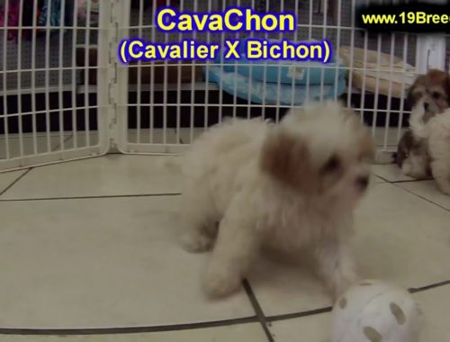 cavachon puppies for sale nc puppies with their puppies cavachon puppies for sale nc puppies with their puppies
