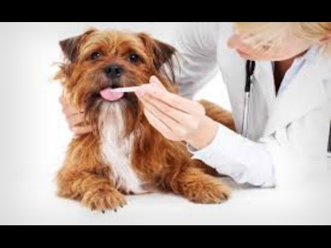 do puppies teeth fall out puppy xox in room puppies do puppies teeth fall out puppy xox in room puppies