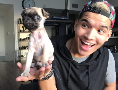guppy the pug alex wassabi archives puppies guppy the pug alex wassabi archives puppies
