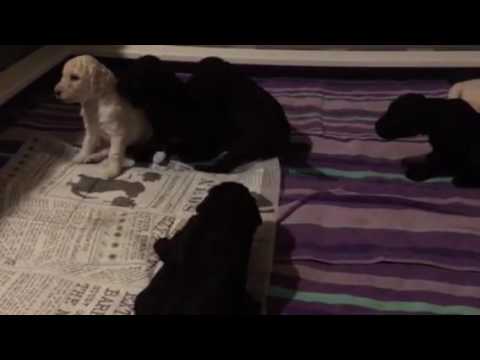 many puppies primus primus many puppies bass cover puppies many puppies primus primus many puppies bass cover puppies