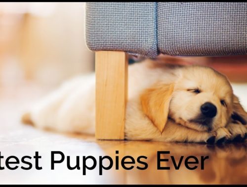 cutest puppies book cutest puppies book archives puppies cutest puppies book cutest puppies book archives puppies