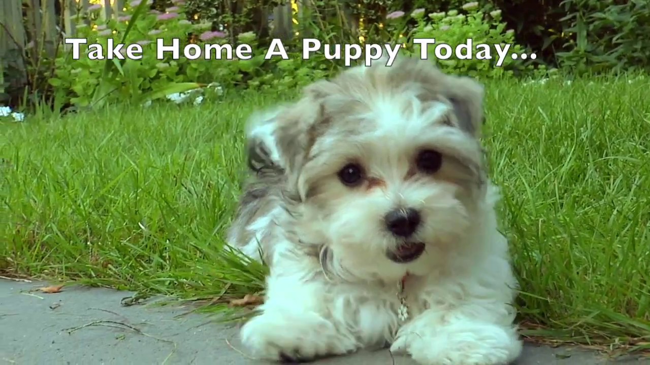 puppies for sale in cities national city puppy puppies for sale san diego puppies puppies for sale in cities national city puppy puppies for sale san diego puppies