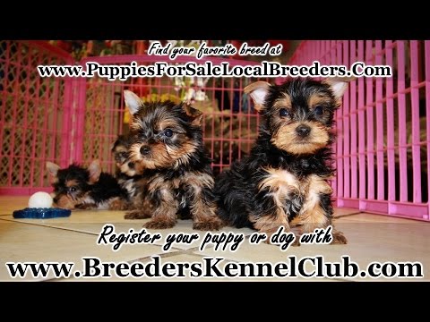 craigslist puppies for sale in augusta ga adorable terrier puppies for sale local breeders puppies craigslist puppies for sale in augusta ga adorable terrier puppies for sale local breeders puppies