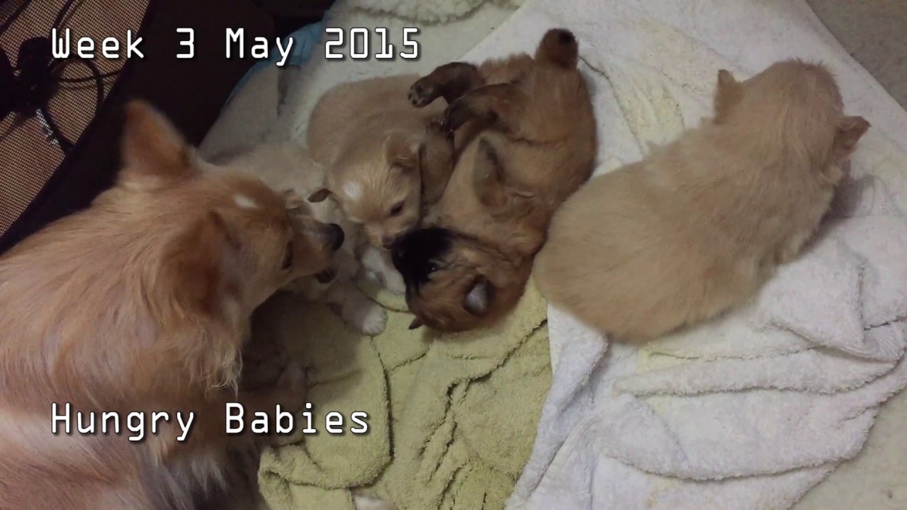 what to feed 3 week puppies pomeranian babies puppies feeding 3 weeks puppies what to feed 3 week puppies pomeranian babies puppies feeding 3 weeks puppies