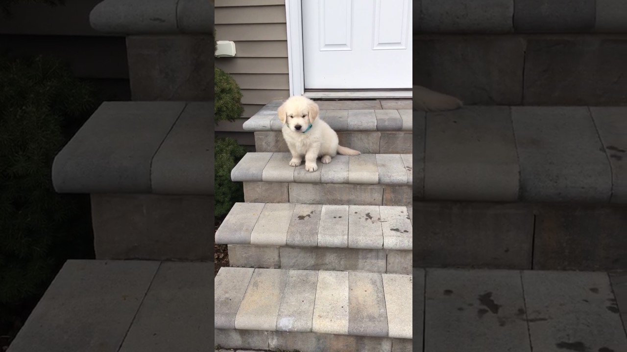 golden retriever stairs golden retriever puppy trying to go stairs puppies golden retriever stairs golden retriever puppy trying to go stairs puppies