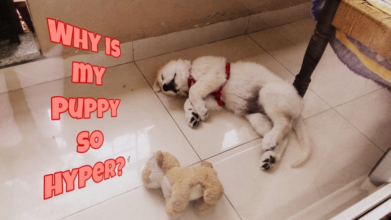 why is my golden retriever puppy so hyper why is my so hyper golden retriever hyper puppy puppies why is my golden retriever puppy so hyper why is my so hyper golden retriever hyper puppy puppies