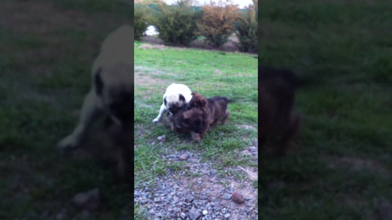 pug vs german shepherd pug vs german shepherd s puppies puppies pug vs german shepherd pug vs german shepherd s puppies puppies