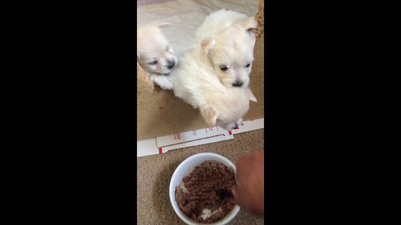 weaning yorkie puppies weaning puppies puppies weaning yorkie puppies weaning puppies puppies