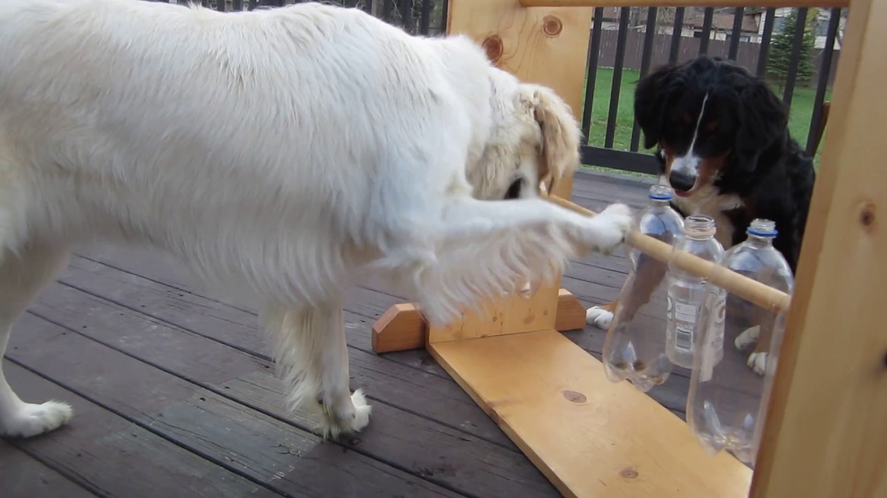 golden retriever benefits golden retriever spins the bottle for a treat puppy golden retriever benefits golden retriever spins the bottle for a treat puppy