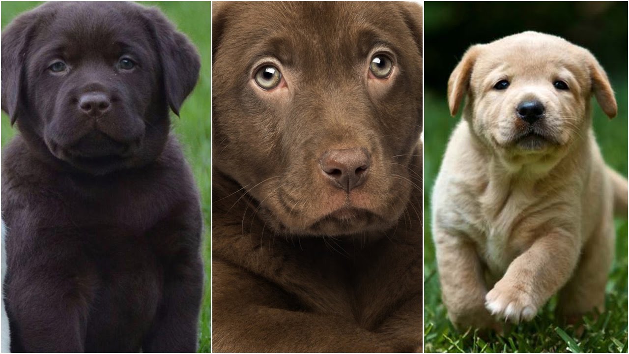 chocolate lab puppies for sale in ga chocolate lab puppies for sale in bangalore driverlayer search engine chocolate lab puppies for sale in ga chocolate lab puppies for sale in bangalore driverlayer search engine