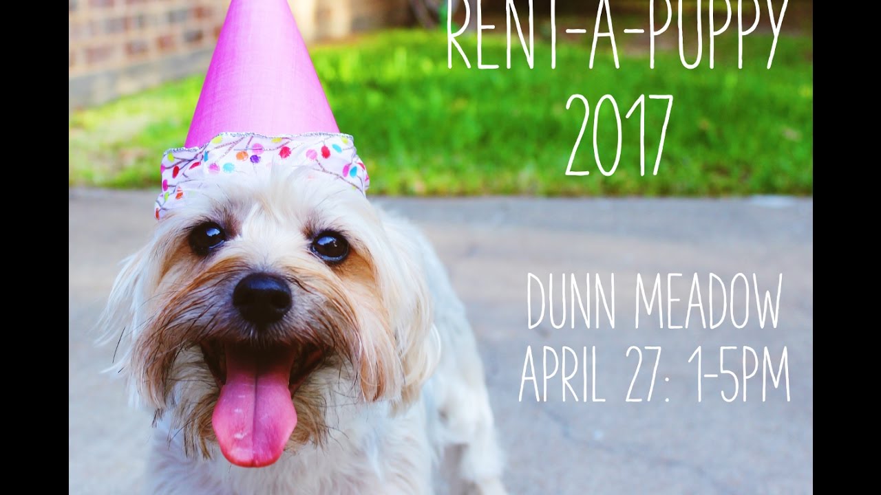 rent puppies for a rent a puppy 2017 puppies rent puppies for a rent a puppy 2017 puppies