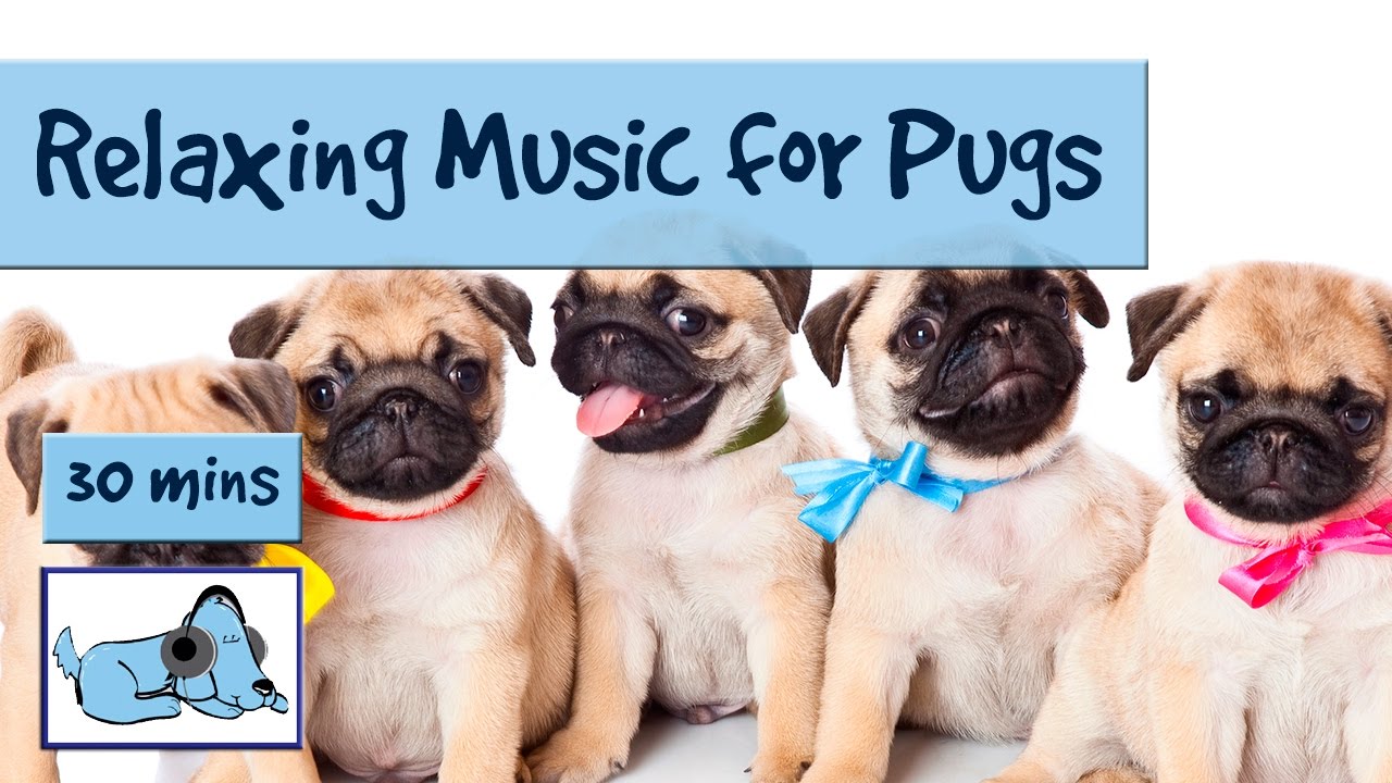 pug puppy breathing for pugs and pug puppies soothing for pugs calm pugs with breathing pug puppy breathing for pugs and pug puppies soothing for pugs calm pugs with breathing