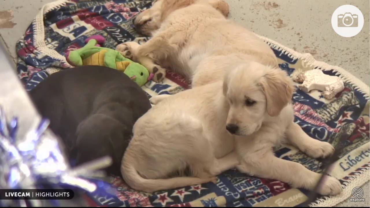 warrior canine connection puppy bless you puppy warrior canine connection pec puppies warrior canine connection puppy bless you puppy warrior canine connection pec puppies