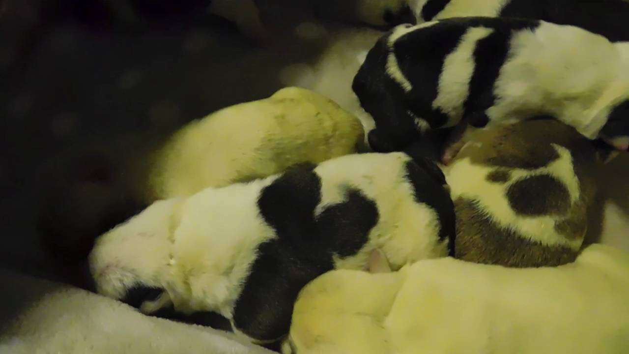 how to care for newborn puppies how to care for newborn bulldog puppies puppies how to care for newborn puppies how to care for newborn bulldog puppies puppies