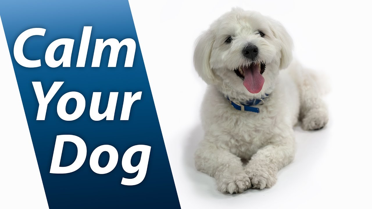 calming sounds for dogs calm your with white noise relaxing sound soothes puppy anxiety fast 10 hours calming sounds for dogs calm your with white noise relaxing sound soothes puppy anxiety fast 10 hours