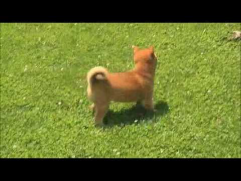 merle pitbull puppies for sale 2017 shiba inu puppies for sale david and mattie blank 1 puppies merle pitbull puppies for sale 2017 shiba inu puppies for sale david and mattie blank 1 puppies