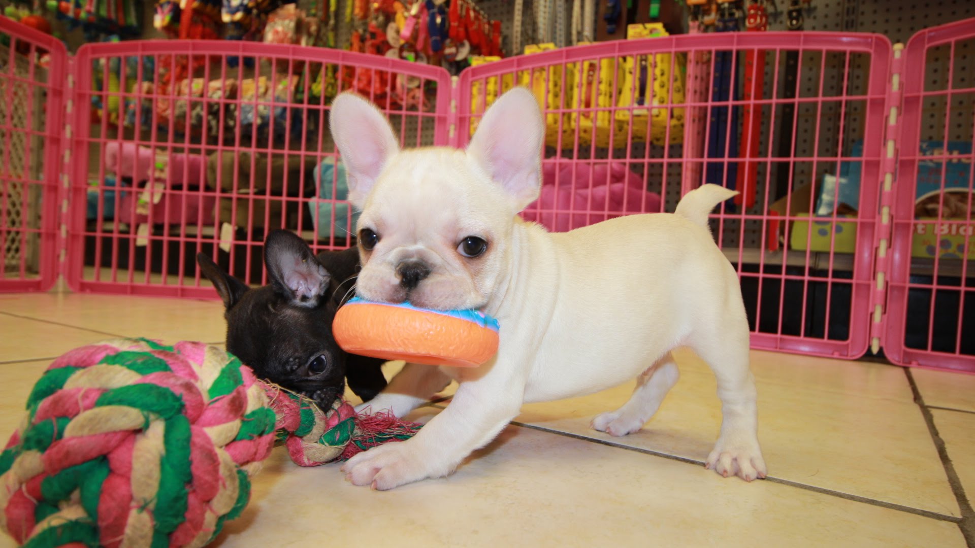 French Bulldog, Frenchie, Puppies For Sale, In Columbus, Macon, Georgia