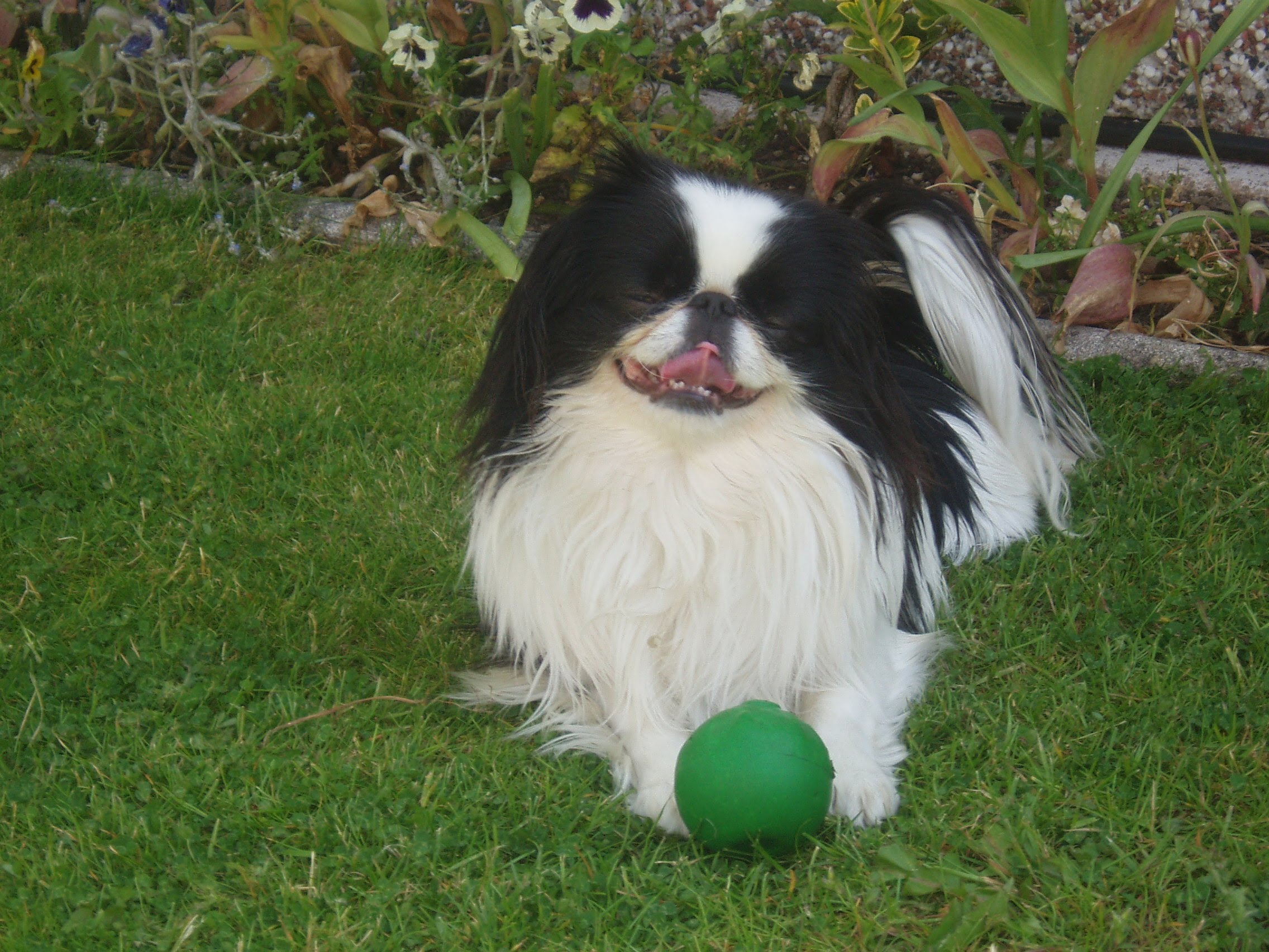 Japanese Chin, Puppies For Sale, In San Antonio, Texas, TX ...