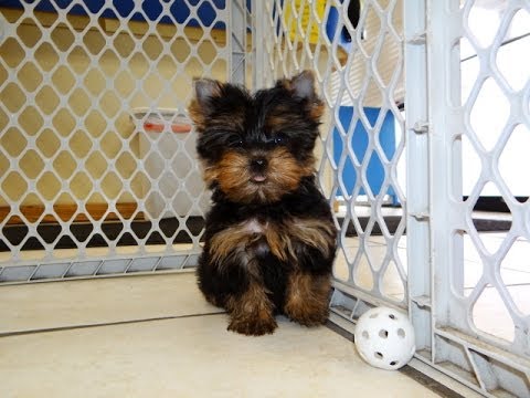 Yorkshire Terrier, Yorkie, Puppies For Sale, In Houston ...