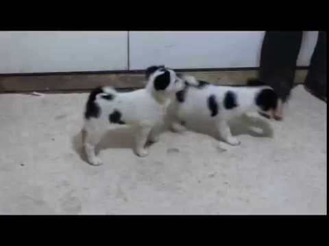 how to potty a husky puppy how to potty my siberian husky puppy house a siberian husky myths how to potty a husky puppy how to potty my siberian husky puppy house a siberian husky myths