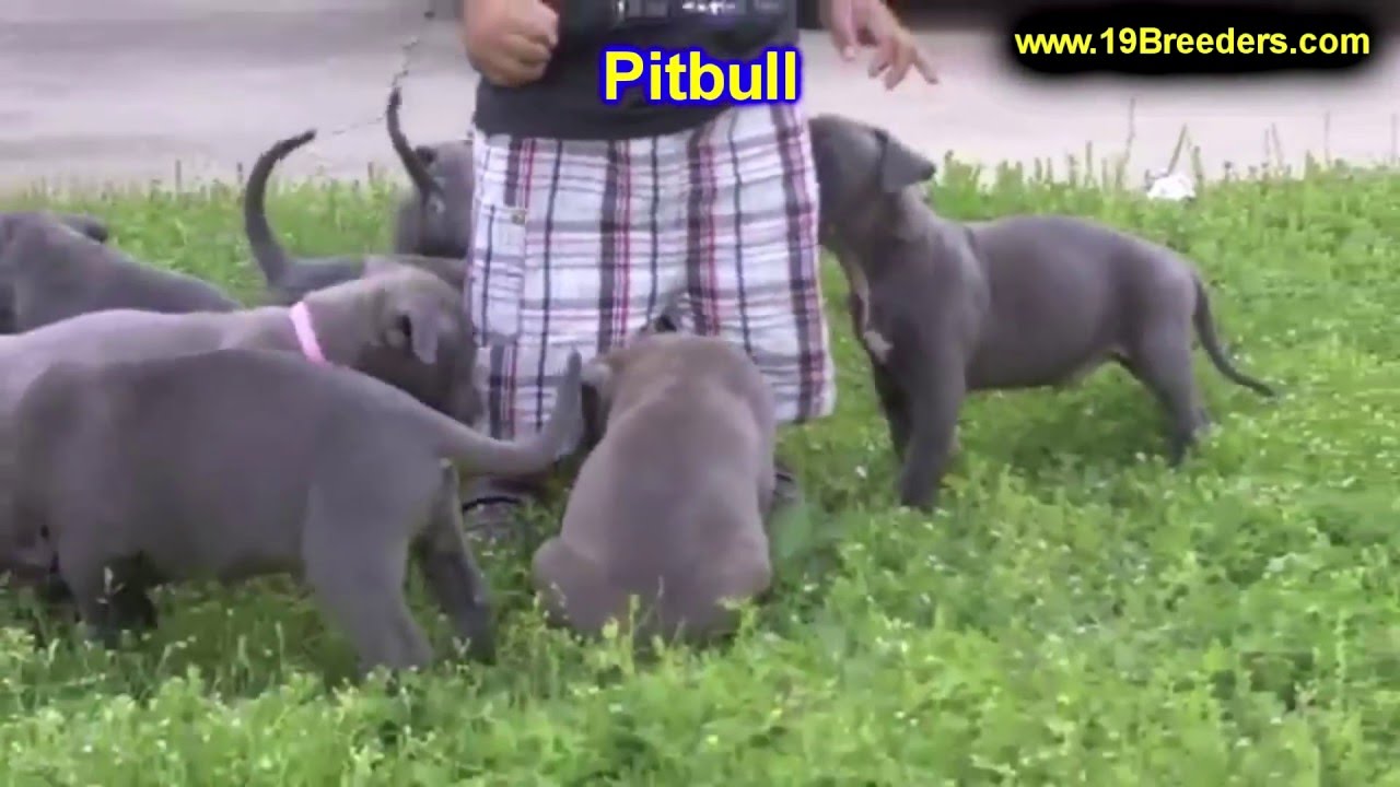 Pitbull, Puppies For Sale, In Columbus, Macon, Georgia, GA ...