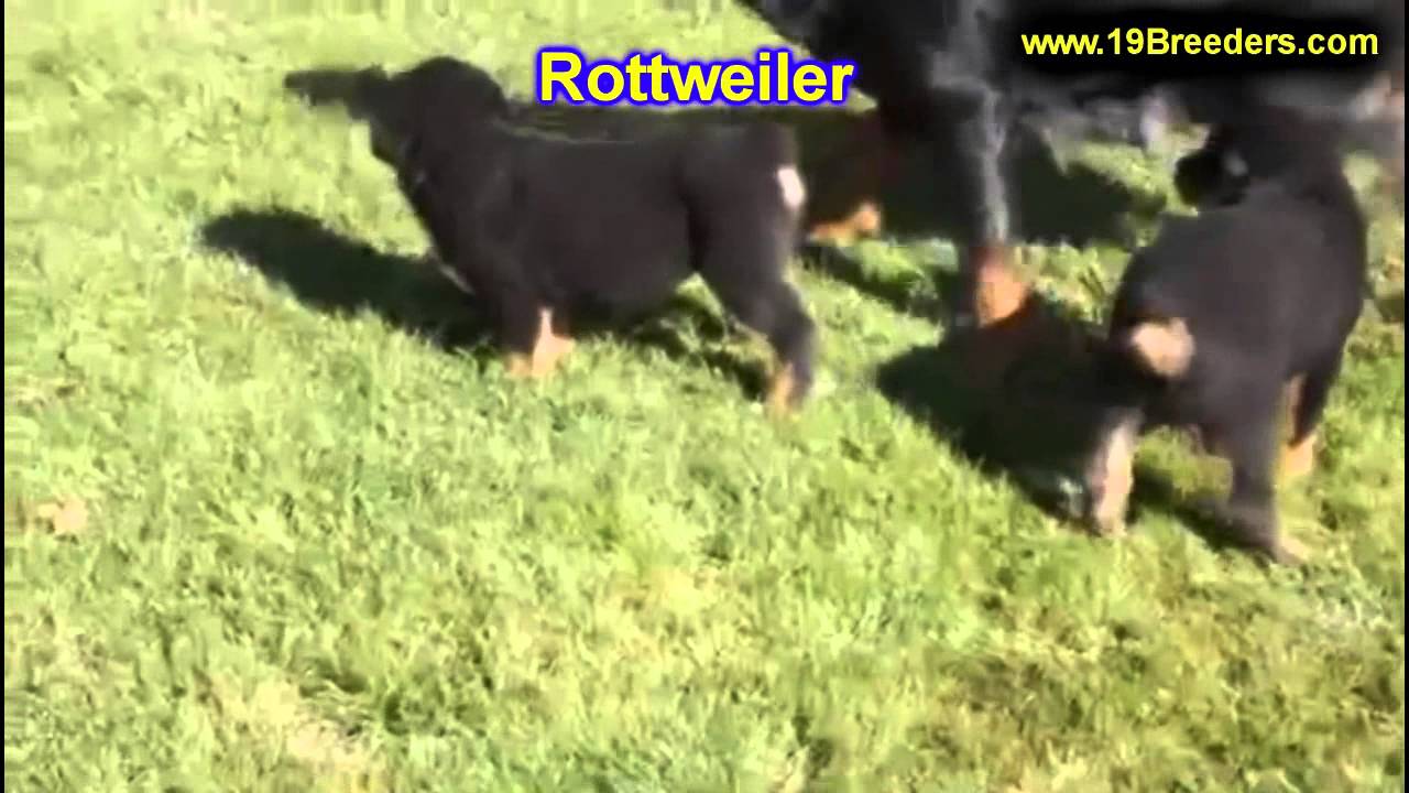 Rottweiler, Puppies For Sale, In Columbus, Macon, Georgia ...