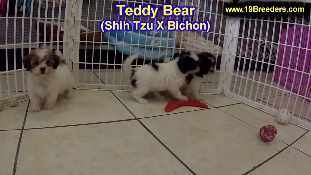 Teddy Bear, Puppies For Sale, In Raleigh, North Carolina ...