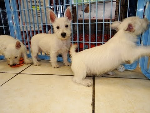 West Highland White Terrier, Westie, Puppies, Dogs, For Sale, In ...