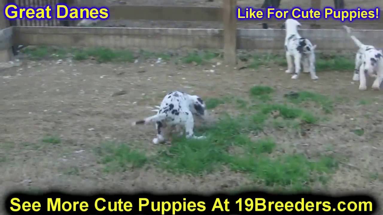 Great Dane, Puppies, Dogs, For Sale, In Birmingham ...