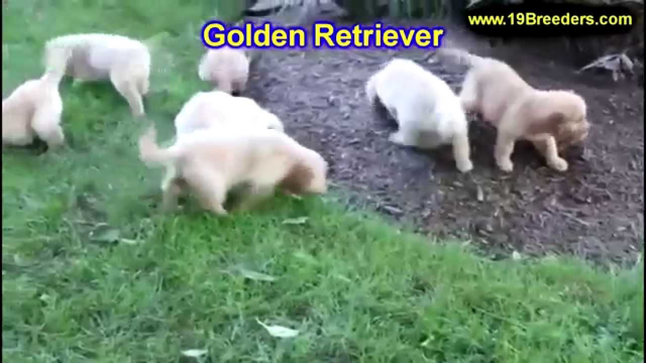 Golden Retriever, Puppies, Dogs, For Sale, In New York ...