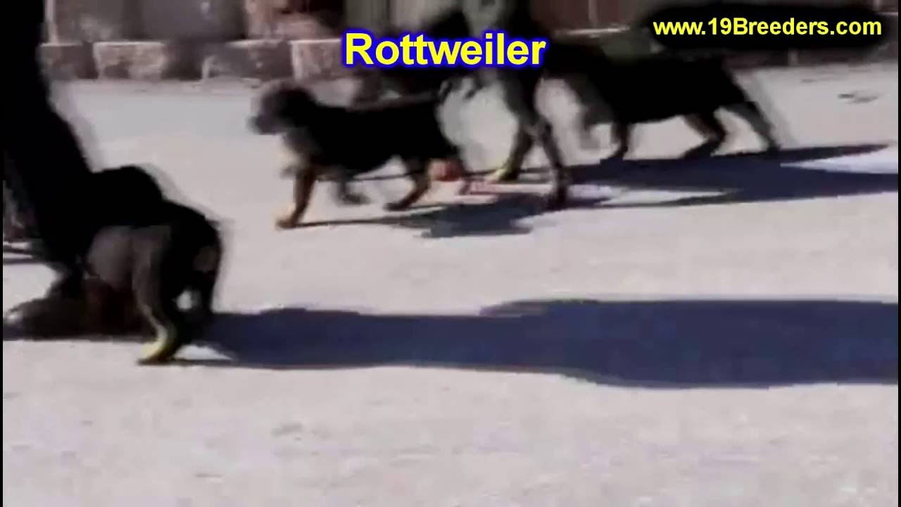 Craigslist Bowling Green Ky Pets Www Jpkmotors Com