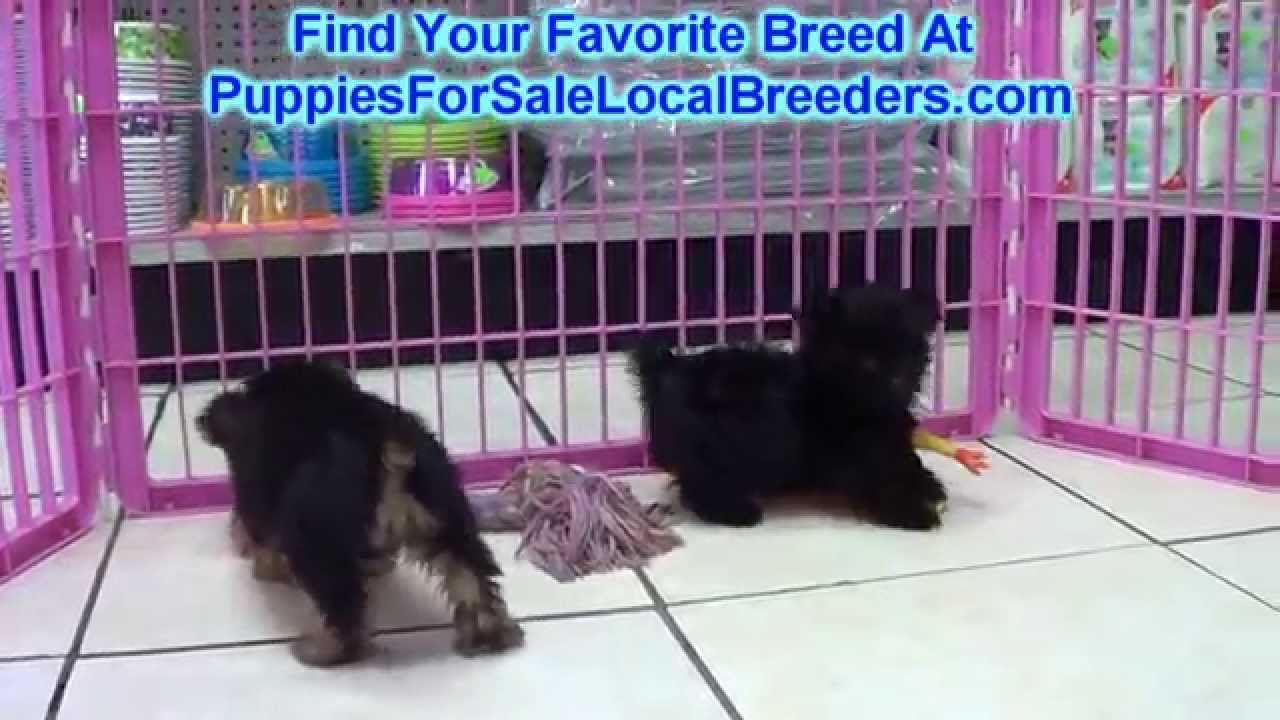 Yorkie Poo, Puppies, Dogs, For Sale, In Denver, Colorado ...