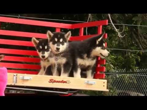 pitbull puppies for sale in new orleans pit bull puppy in punjab puppies pitbull puppies for sale in new orleans pit bull puppy in punjab puppies