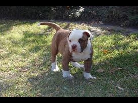 Charlotte North Carolina Rescue Dogs Charlotte North Carolina Rescue Dogs