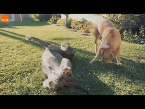 Tiny Puppy Plays With Grown Up Pitbulls October 05