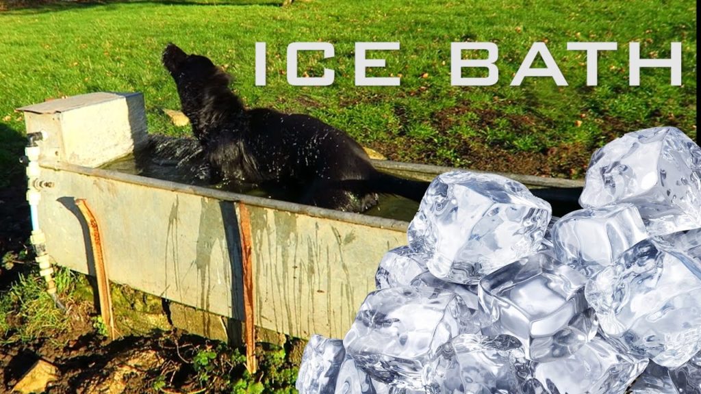 THE PUPPY ICE BATH CHALLENGE! He’s crazy!