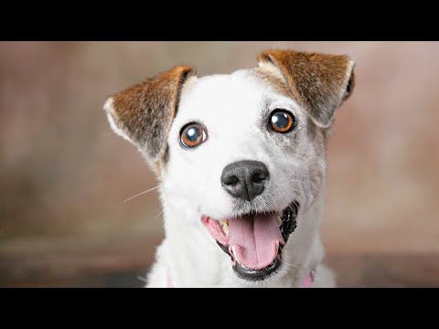 Most Funny Puppies Barking Compilation NEW