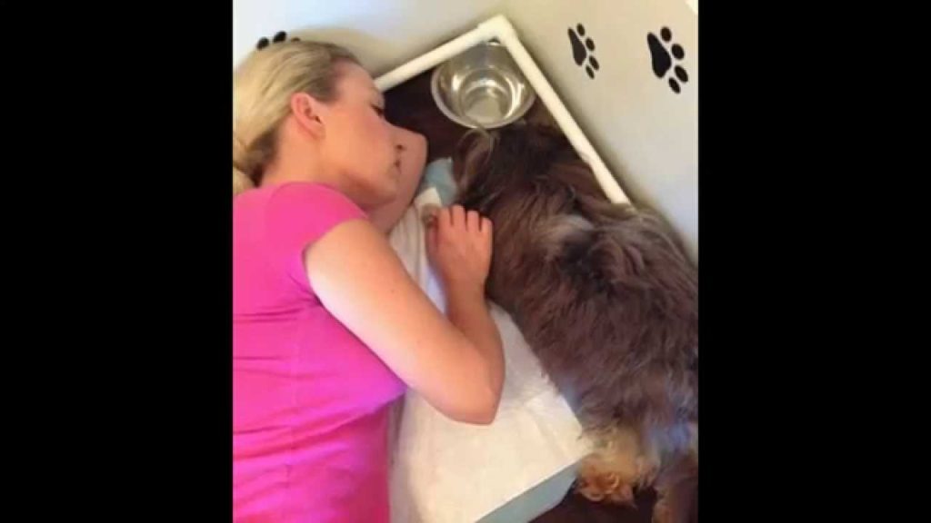 Beautiful Puppy Birth! Chocolate Havanese Puppies