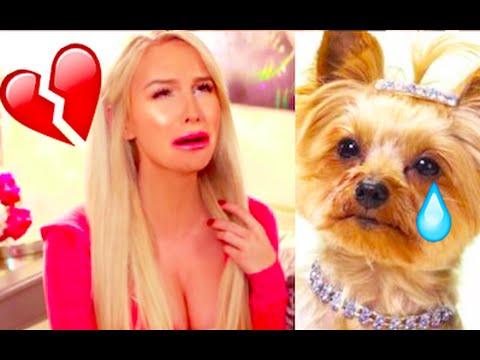 MY DOG WAS RAPED | Gigi