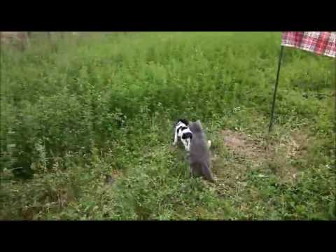 Cat and puppy’s epic playtime in tall grass