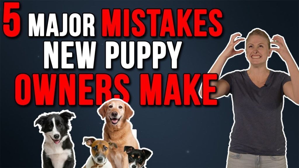 5 Major Mistakes New Puppy Owners Make | RealPetTips.com