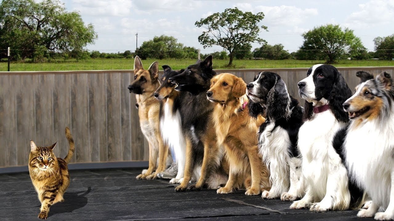 Выдержка собаки. Дрессировка собак выдержка. Доберман окд. Команда выдержка. Признание в обществе.