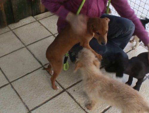 Dog Training Gun Shyness Dog Training Gun Shyness