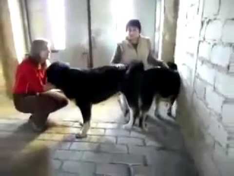 Human mating strategies Archives - Cute Puppies Videos
