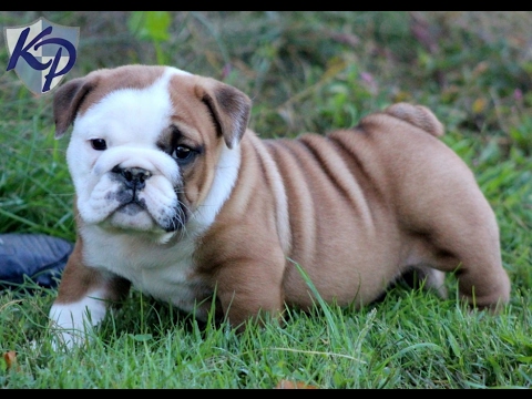 American Bully Puppies Shoutout Greatest Video
