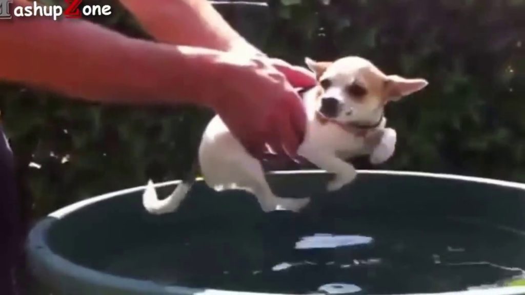 Funny Puppies And Cute Puppy Videos Compilation / february 2017