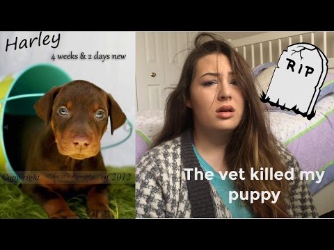 STORYTIME THE VET KILLED MY PUPPY