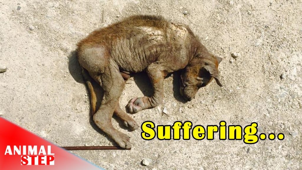 Poor Puppy Suffered in Mange Turn to Handsome