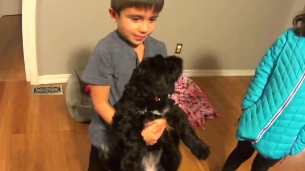 Puppy introduction